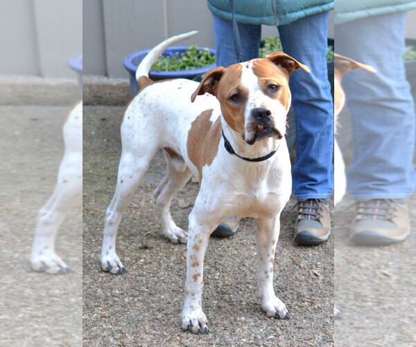 Medium Photo #1 Staffordshire Bull Terrier-Unknown Mix Puppy For Sale in Enfield, CT, USA