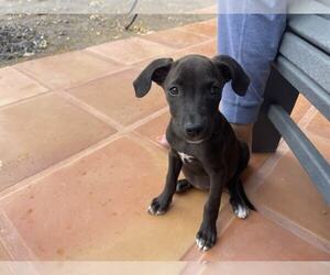 Dachshund-German Shorthaired Pointer Mix Dogs for adoption in Arlington, WA, USA