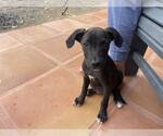 Small Dachshund-German Shorthaired Pointer Mix