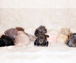 Small Photo #40 Chihuahua Puppy For Sale in CHARLESTON, AR, USA