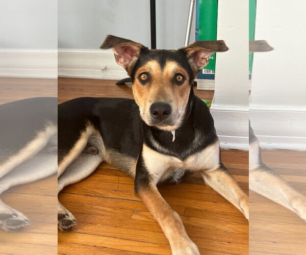 Medium Photo #1 Doberman Pinscher-Unknown Mix Puppy For Sale in Los Angeles, CA, USA