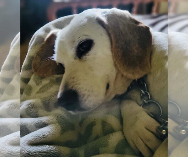 Medium Photo #4 Beagle-Unknown Mix Puppy For Sale in Germantown, OH, USA