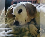 Small #3 Beagle Mix