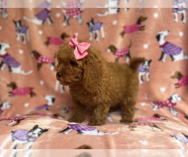 Medium Photo #7 Cavapoo Puppy For Sale in LAKELAND, FL, USA