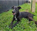 Small #2 Labrador Retriever Mix