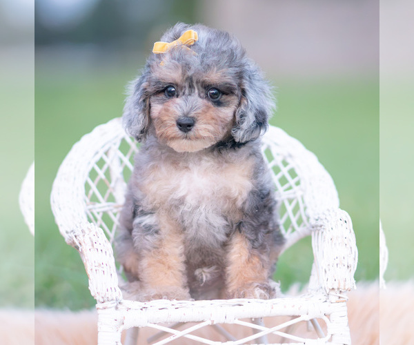Medium Photo #88 Poodle (Miniature) Puppy For Sale in WARSAW, IN, USA