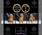 Puppy Silly F1B Goldendoodle (Miniature)