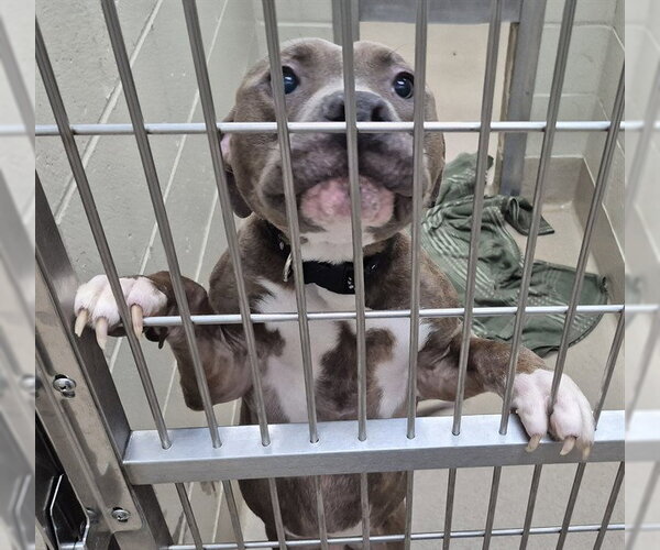 Medium Photo #1 Mutt Puppy For Sale in Decatur, IL, USA