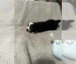 Small Photo #38 Miniature Australian Shepherd Puppy For Sale in QUINCY, CA, USA