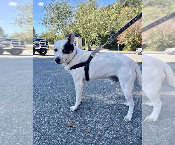 Medium Photo #9 Mutt Puppy For Sale in Candler, NC, USA