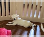 Small Photo #8 Labrador Retriever Puppy For Sale in KITTRELL, NC, USA
