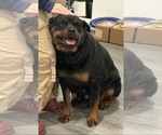 Small Photo #1 Rottweiler Puppy For Sale in WALLINGFORD, CT, USA