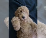 Small #1 Goldendoodle