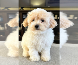 Maltipoo Puppy for Sale in ALEXANDRIA, Virginia USA