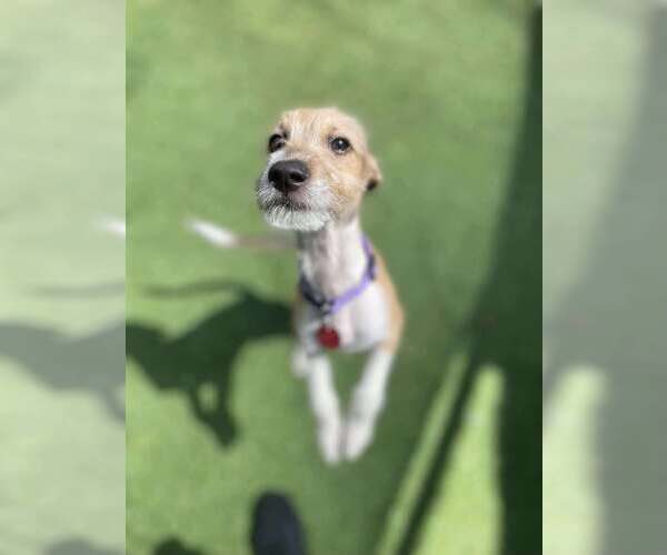 Medium Photo #3 Greyhound Puppy For Sale in Tempe , AZ, USA