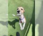 Small #2 Greyhound