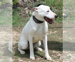Small #2 Great Dane-Greyhound Mix