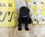 Small #12 Goldendoodle