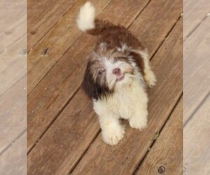 Havanese Puppy for sale in THAYER, KS, USA