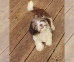 Image preview for Ad Listing. Nickname: Finley chocolat