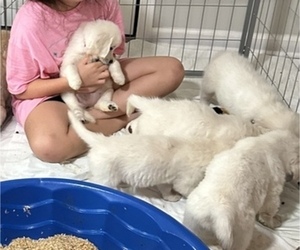 English Cream Golden Retriever Puppy for Sale in BYRON, Georgia USA