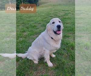 Father of the English Cream Golden Retriever-Labrador Retriever Mix puppies born on 04/27/2025