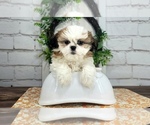 Small #1 Shih Tzu