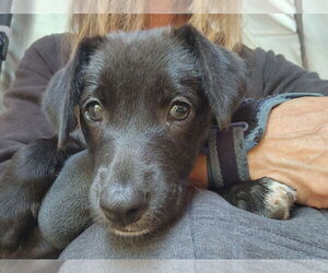 Medium Border Collie Mix