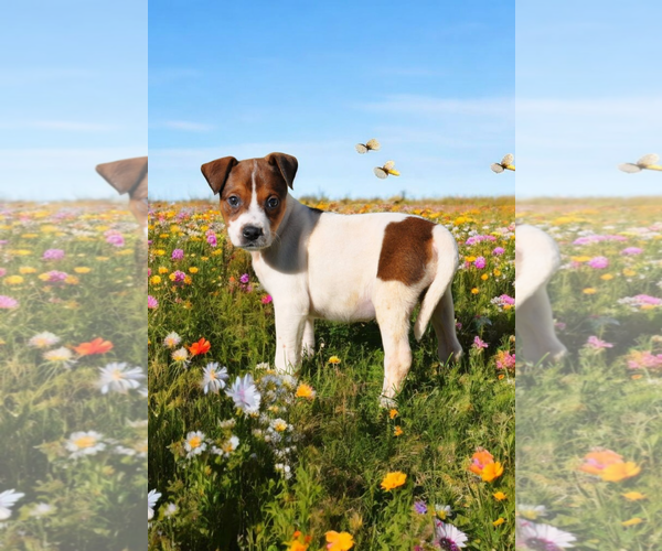 Medium Photo #11 Basenji-Rat Terrier Mix Puppy For Sale in McKinney, TX, USA