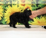 Melina - Female Poodle (Toy) Puppy for Sale - Photo #8