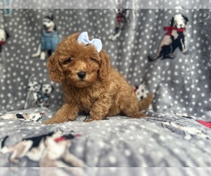 Cavapoo Puppy for sale in LAKELAND, FL, USA