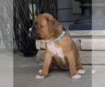 Small Photo #4 Boxer Puppy For Sale in CANTON, GA, USA