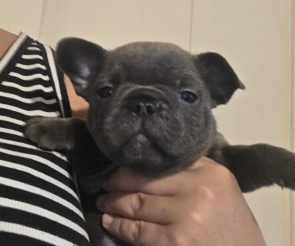 Medium Photo #1 French Bulldog Puppy For Sale in DUNNVILLE, KY, USA