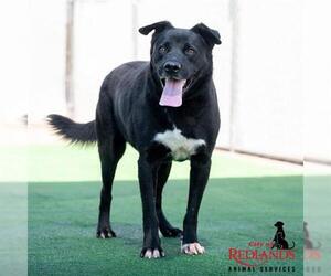 Labrador Retriever-Unknown Mix Dogs for adoption in Redlands, CA, USA