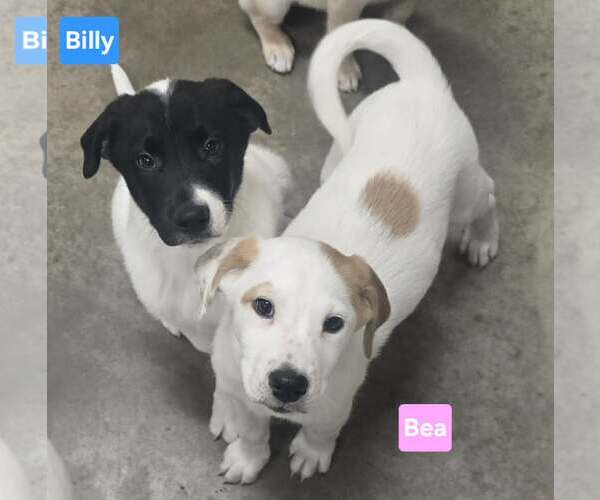 Medium Photo #4 Labrenees Puppy For Sale in Alexander, AR, USA