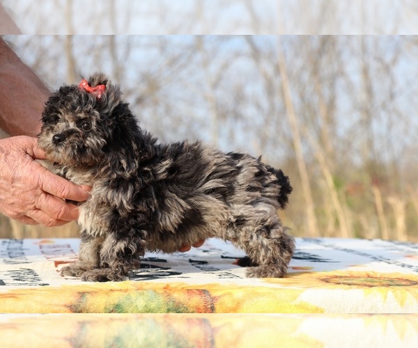 Medium Photo #22 ShihPoo Puppy For Sale in DYERSBURG, TN, USA