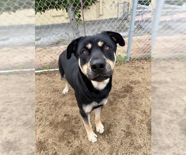 Medium Photo #2 Shepweiller Puppy For Sale in Chula Vista, CA, USA