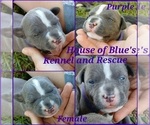 Small Photo #2 American Pit Bull Terrier Puppy For Sale in DELAWARE, OH, USA