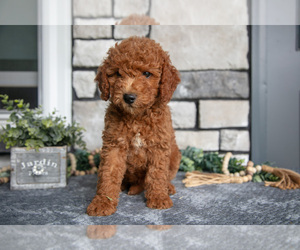 Medium Goldendoodle (Miniature)