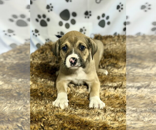 Medium Photo #1 Australian Shepherd-Unknown Mix Puppy For Sale in SHERBURNE, NY, USA