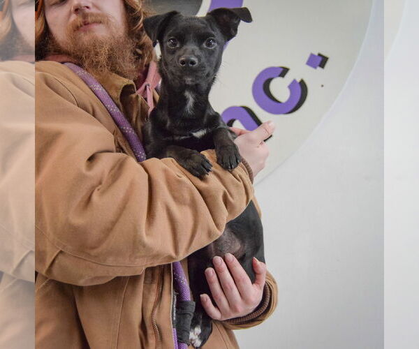 Medium Photo #4 Chiweenie Puppy For Sale in Huntley, IL, USA