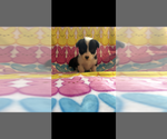Small #6 Pembroke Welsh Corgi