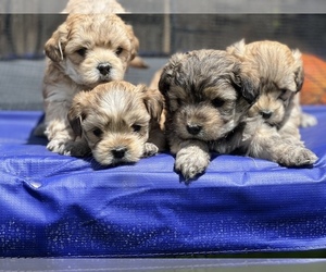 Poodle (Standard)-Shih Tzu Mix Puppy for sale in BAKERSFIELD, CA, USA