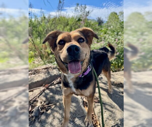 Medium Photo #3 Mutt Puppy For Sale in Ventura, CA, USA