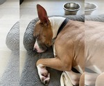 Small #3 American Staffordshire Terrier-Boxer Mix