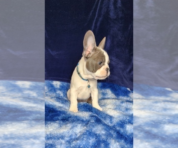 Medium Photo #7 French Bulldog Puppy For Sale in SALEM, OR, USA