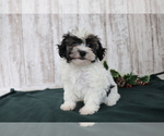 Small Photo #2 Havanese Puppy For Sale in SHILOH, OH, USA