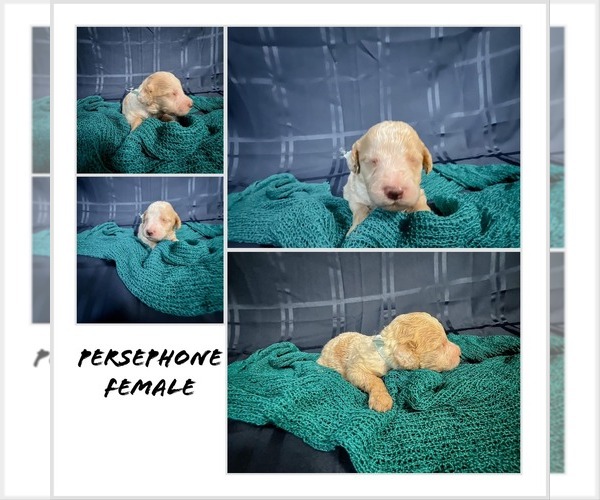 Medium Photo #1 Poodle (Standard) Puppy For Sale in LAKE CHARLES, LA, USA