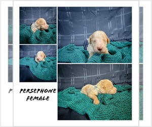 Poodle (Standard) Puppy for Sale in LAKE CHARLES, Louisiana USA