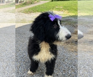 Bernedoodle Puppy for sale in DUNDEE, OH, USA